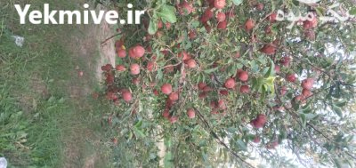 فروش سیب زرد و قرمز در مراغه در گروه خرید و فروش سیب در یکمیوه -عکس2