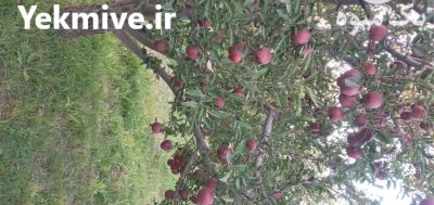 فروش سیب زرد و قرمز در مراغه در گروه خرید و فروش سیب در یکمیوه -عکس3