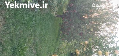 فروش سیب زرد و قرمز در مراغه در گروه خرید و فروش سیب در یکمیوه -عکس4