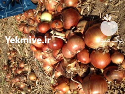 فروش بذر پیاز والنسیا در کرمان  در گروه خرید و فروش بذر پیاز در یکمیوه -عکس1