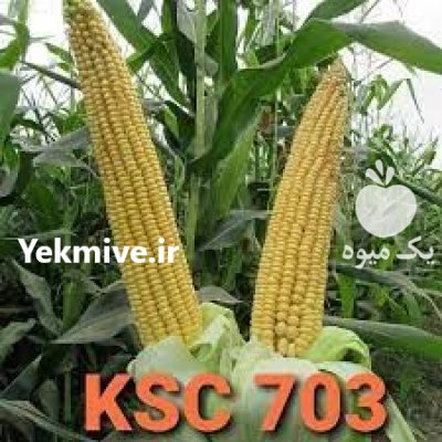 قیمت بذر ذرت سینگل کراس در گرگان در گروه خرید و فروش بذر ذرت در یکمیوه -عکس1