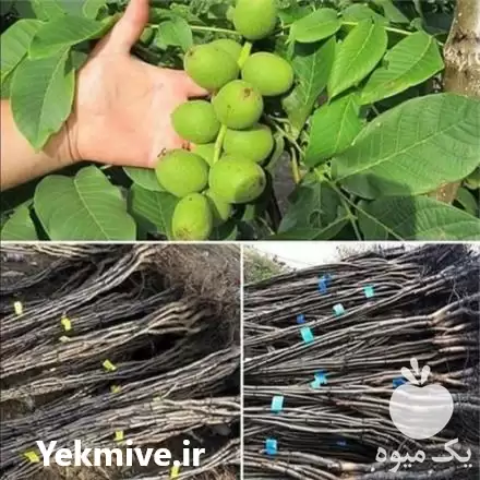 قیمت خرید انواع نهال در آزادشهر در گروه خرید و فروش نهال در یکمیوه -عکس1