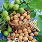 دستگاه آسیاب پوست گردو در گروه خرید و فروش دستگاه آسیاب در یکمیوه