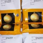 قیمت بذر پیاز زرد ریو براوو در گروه خرید و فروش بذر پیاز در یکمیوه