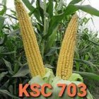 قیمت بذر ذرت سینگل کراس در گرگان در گروه خرید و فروش بذر ذرت در یکمیوه