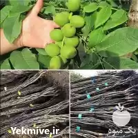 قیمت خرید انواع نهال در آزادشهر در گروه خرید و فروش نهال در یکمیوه