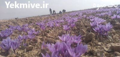 زعفران درجه یک آماده سفارش تحویل تا در مشهد در گروه خرید و فروش زعفران در یکمیوه -عکس1