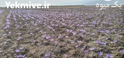 زعفران درجه یک آماده سفارش تحویل تا در مشهد در گروه خرید و فروش زعفران در یکمیوه -عکس2