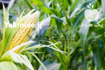 فروش چهار هکتار ذرت علوفه ای 2200 در کرمانشاه در گروه خوراک دام و طیور در یکمیوه -عکس1