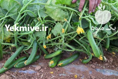 قیمت بذر خیار گلخانه ای MRC در اصفهان در گروه خرید و فروش بذر خیار در یکمیوه -عکس3