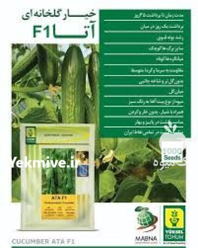 فروش بذر خیار گلخانه ای آتا در بیرجند در گروه خرید و فروش بذر خیار در یکمیوه -عکس1