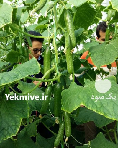 فروش بذر خیار گلخانه ای آتا در بیرجند در گروه خرید و فروش بذر خیار در یکمیوه -عکس2