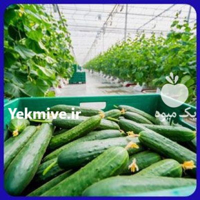 قیمت بذر خیار استورم بذر گلخانه در زنجان در گروه خرید و فروش بذر خیار در یکمیوه -عکس3