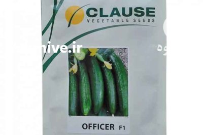 قیمت بذر خیار افیسر در گروه خرید و فروش بذر خیار در یکمیوه -عکس3