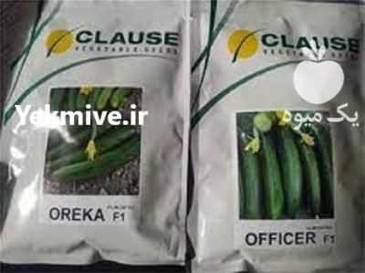 قیمت بذر خیار ایمپرس در گروه خرید و فروش بذر خیار در یکمیوه -عکس2