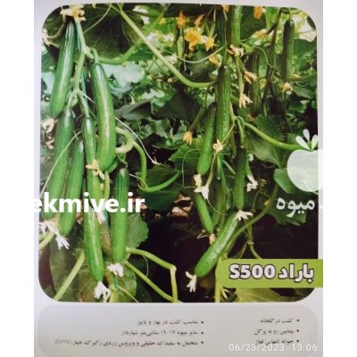 قیمت بذر خیار باراد در قزوین در گروه خرید و فروش بذر خیار در یکمیوه -عکس1