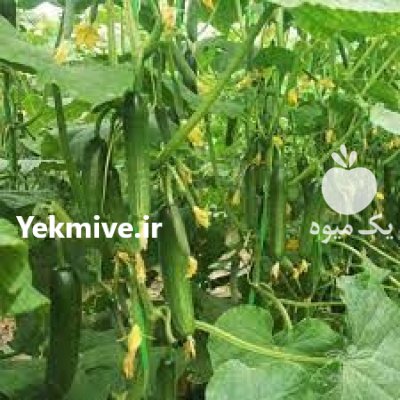 قیمت بذر خیار MRC 07 بذر خیار در زنجان در گروه خرید و فروش بذر خیار در یکمیوه -عکس2