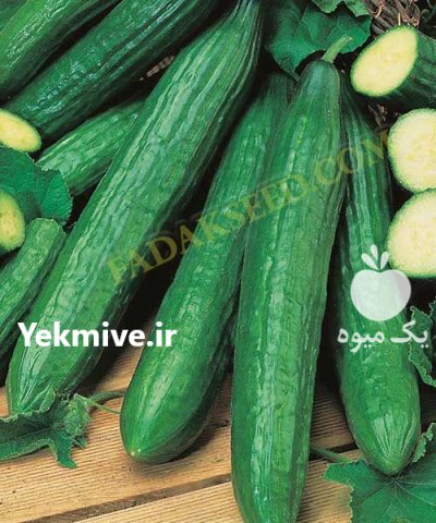 قیمت بذر خیار گلخانه ای شاهین در شهرکرد در گروه خرید و فروش بذر خیار در یکمیوه -عکس2