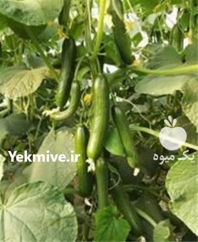 قیمت بذر خیار کادیار در شیراز در گروه خرید و فروش بذر خیار در یکمیوه -عکس3
