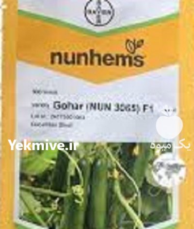 فروش بذر خیار پرگل گوهر در گروه خرید و فروش بذر خیار در یکمیوه -عکس1