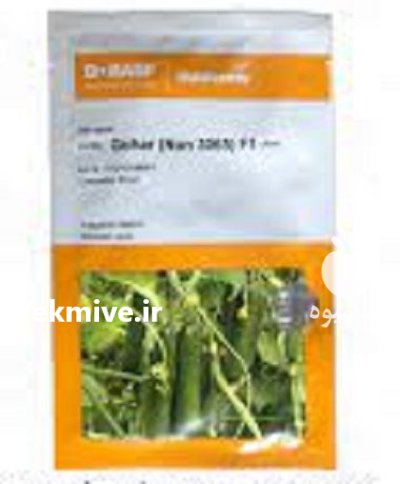 فروش بذر خیار پرگل گوهر در گروه خرید و فروش بذر خیار در یکمیوه -عکس2