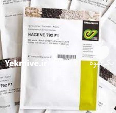 قیمت بذر خیار گلخانه ای ناگین در مشهد در گروه خرید و فروش بذر خیار در یکمیوه -عکس3