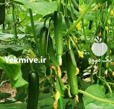 قیمت بذر خیار گلخانه ای نوین در شهرکرد در گروه خرید و فروش بذر خیار در یکمیوه -عکس1