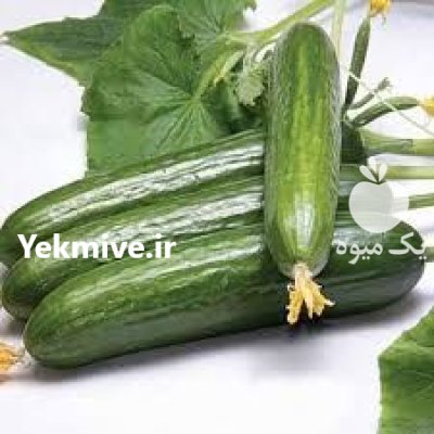 قیمت بذر خیار ویکتور در اردبیل در گروه خرید و فروش بذر خیار در یکمیوه -عکس2
