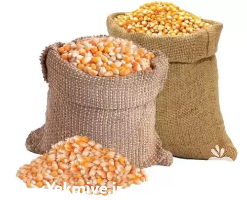 فروش بازارگاهی ذرت دامی در تهران در گروه خرید و فروش ذرت در یکمیوه -عکس1