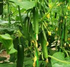 قیمت بذر خیار گلخانه ای نوین در شهرکرد در گروه خرید و فروش بذر خیار در یکمیوه