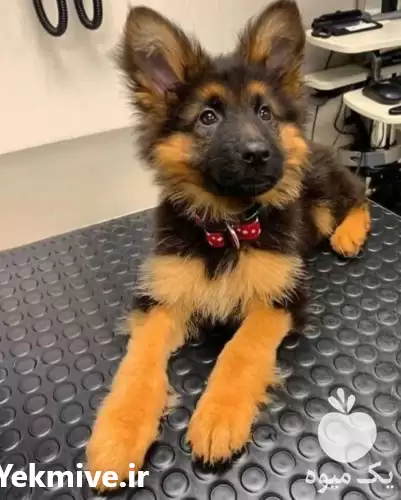 فروش توله ژرمن اصیل در شیراز در گروه سگ و گربه در یکمیوه -عکس1