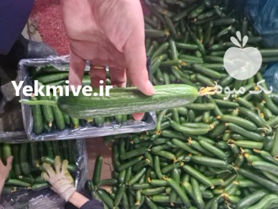 فروش خیار سبز گلخانه ای صادراتی در گروه خرید و فروش خیار در یکمیوه -عکس1