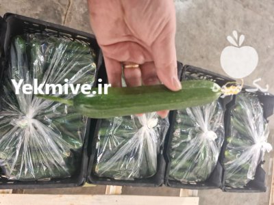 فروش خیار سبز گلخانه ای صادراتی در گروه خرید و فروش خیار در یکمیوه -عکس2