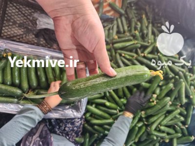 فروش خیار سبز گلخانه ای صادراتی در گروه خرید و فروش خیار در یکمیوه -عکس3