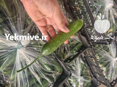 فروش خیار سبز گلخانه ای صادراتی در گروه خرید و فروش خیار در یکمیوه -عکس4