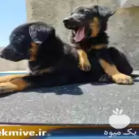 فروش توله دوبرمن در تبریز در گروه سگ و گربه در یکمیوه