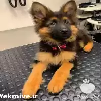 فروش توله ژرمن اصیل در شیراز در گروه سگ و گربه در یکمیوه