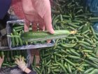 فروش خیار سبز گلخانه ای صادراتی در گروه خرید و فروش خیار در یکمیوه