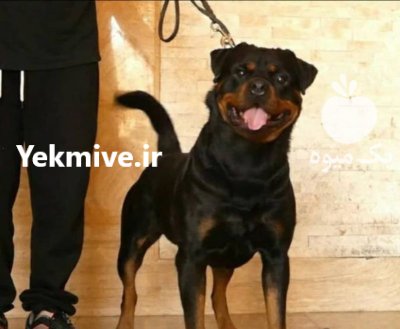 خرید و فروش سگ روتوایلر در شهرجدید هشتگرد در گروه سگ و گربه در یکمیوه -عکس1