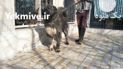 خرید و فروش سگ عراقی پژدر در تنکمان در گروه سگ و گربه در یکمیوه -عکس1