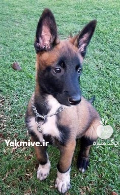 خرید و فروش سگ مالینویز در کرج در گروه سگ و گربه در یکمیوه -عکس1