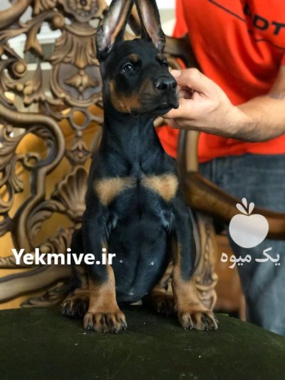 خرید و فروش سگ دوبرمن در طالقان  در گروه سگ و گربه در یکمیوه -عکس1