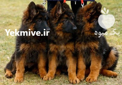 خرید و فروش سگ ژرمن شپرد در کمال شهر در گروه سگ و گربه در یکمیوه -عکس1