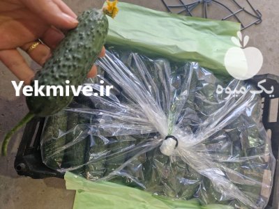 فروش خیار خاردار گلخانه ای در یزد در گروه خرید و فروش خیار در یکمیوه -عکس1