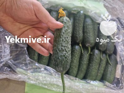 فروش خیار خاردار گلخانه ای در یزد در گروه خرید و فروش خیار در یکمیوه -عکس2