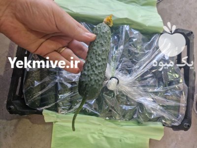 فروش خیار خاردار گلخانه ای در یزد در گروه خرید و فروش خیار در یکمیوه -عکس3