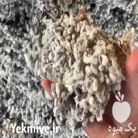 قیمت خرید تخم پنبه مغان در تهران در گروه خرید و فروش گیاهان صنعتی در یکمیوه