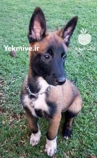 خرید و فروش سگ مالینویز در کرج در گروه سگ و گربه در یکمیوه