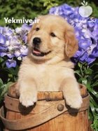 خرید و فروش سگ گلدن روتریور در گروه سگ و گربه در یکمیوه