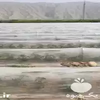 فروش نایلون کشاورزی مخصوص صیفی جات در دزفول در گروه خرید و فروش انواع پوشش ها در یکمیوه